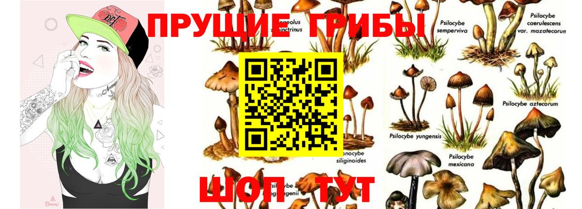 Галлюциногенные грибы Psilocybine cubensis Тольятти